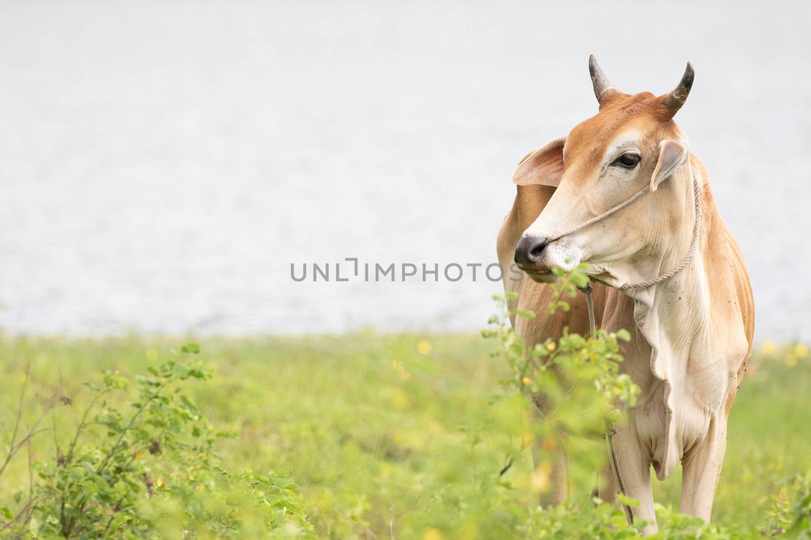 calf cow and geen background by visanuwit