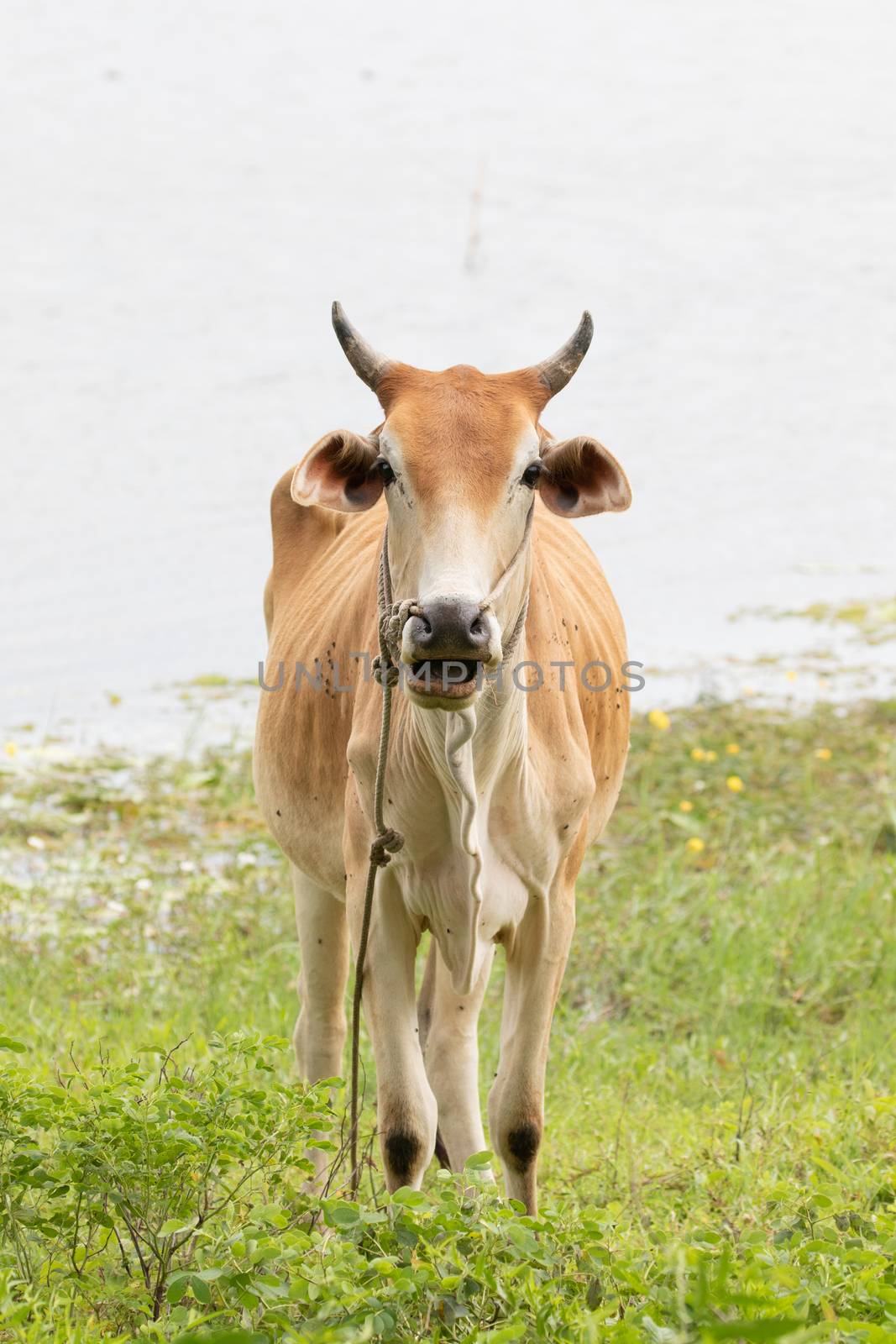 calf cow and geen background by visanuwit
