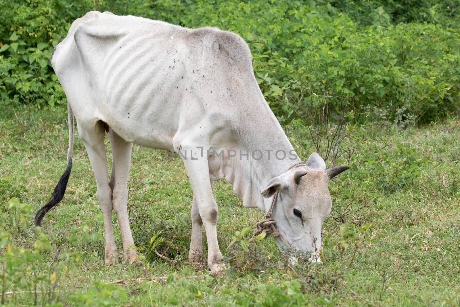 calf cow and geen background by visanuwit