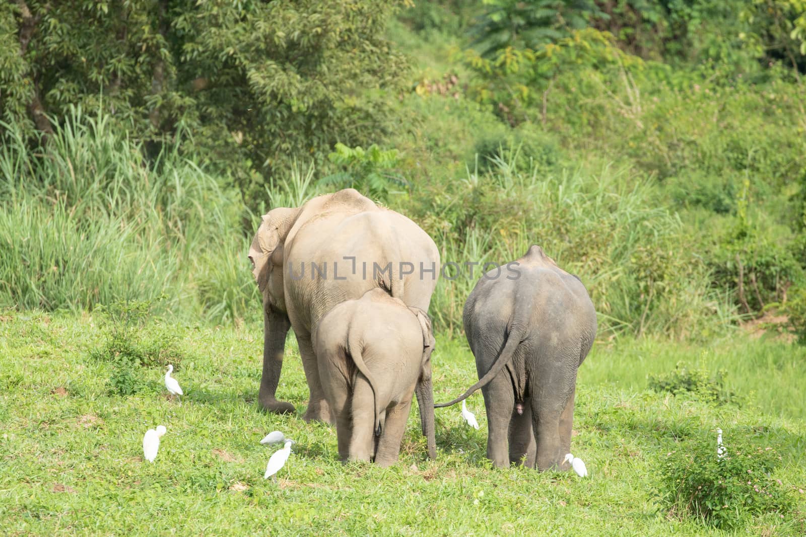 Many elephants is eating in grassland , Kui buri nationl park an by visanuwit