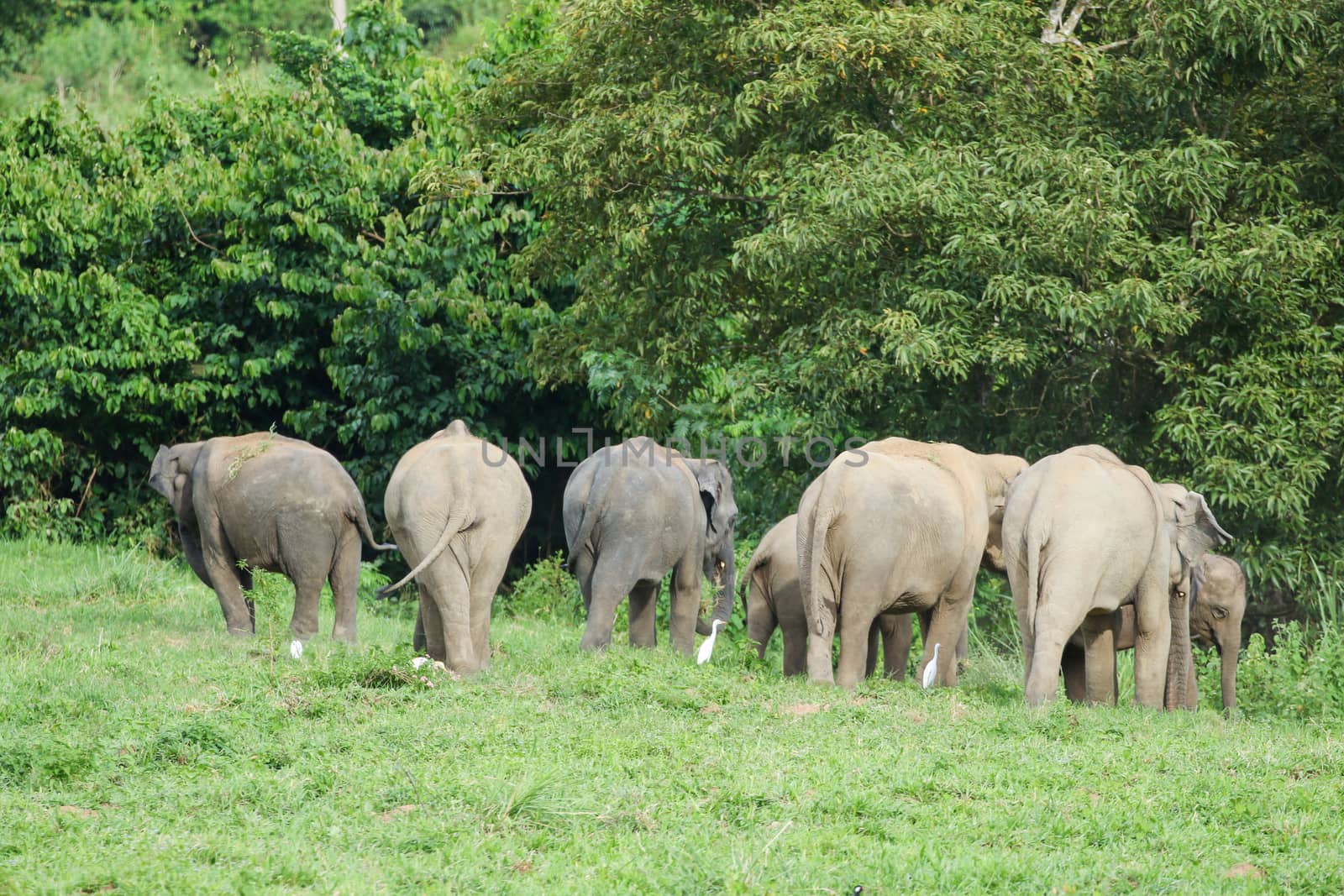 Many elephants is eating in grassland , Kui buri nationl park an by visanuwit