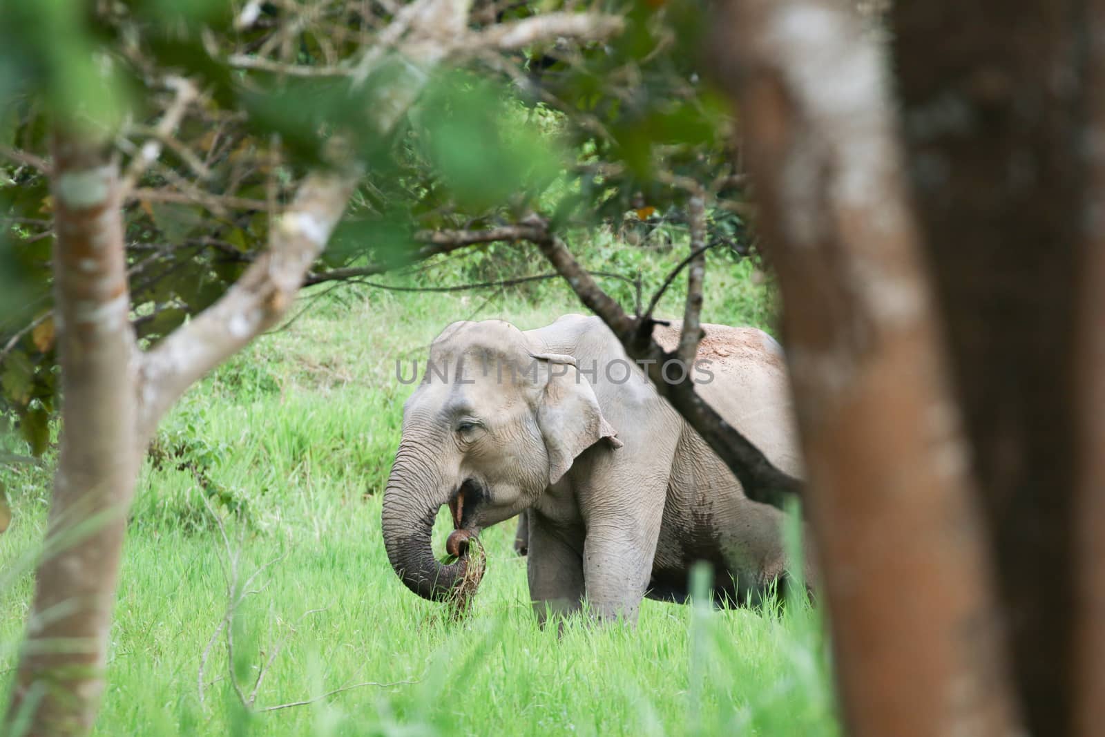 Asian elephants are the largest living land animals in Asia .Asian elephants are highly intelligent and self-aware.