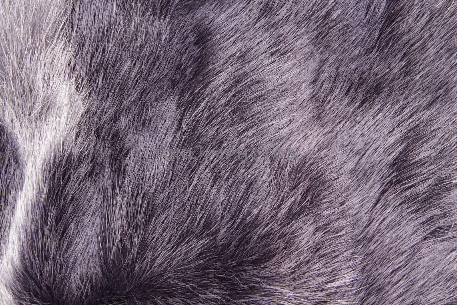 Polar Fox fur. Useful as texture or background. Eco friendly fashion concept. Luxury and elegant fluffy clothes.