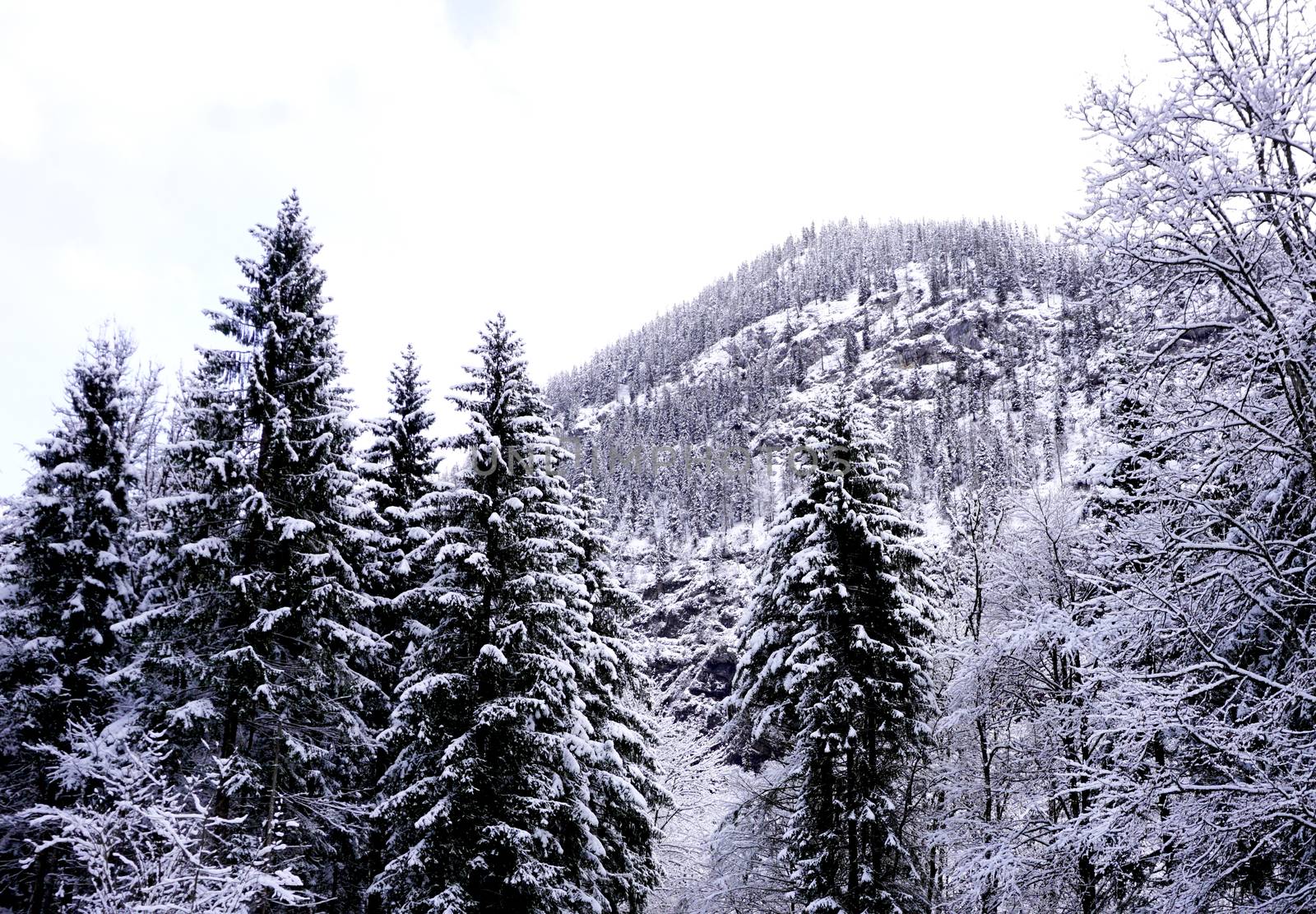 Hallstatt Winter snow mountain landscape the pine forest in upland valley leads to the old salt mine of Hallstatt in snowy day, Austria by polarbearstudio