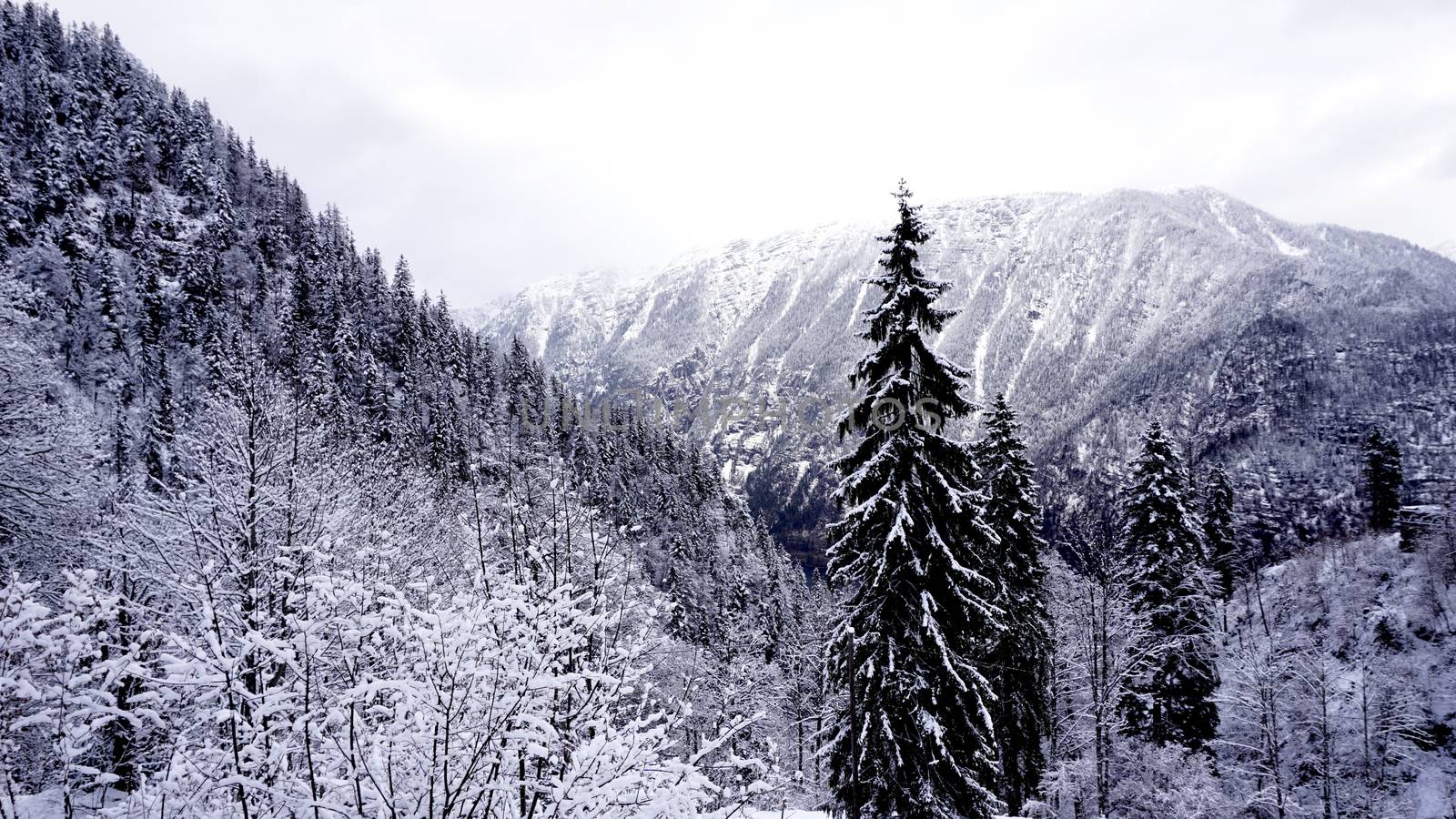 Scenery of forest valley dreamscape Hallstatt winter snow mountain landscape leads to the old salt mine of Hallstatt, Austria by polarbearstudio