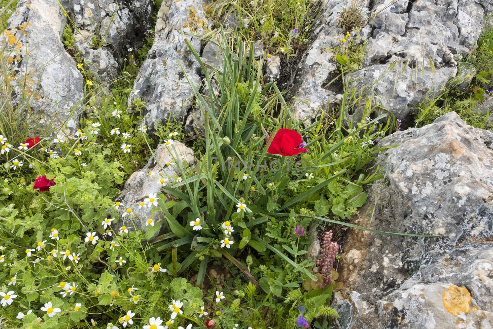 a field with pebbles and wild flowers such as poppy and daisies in Israel on mount tabor