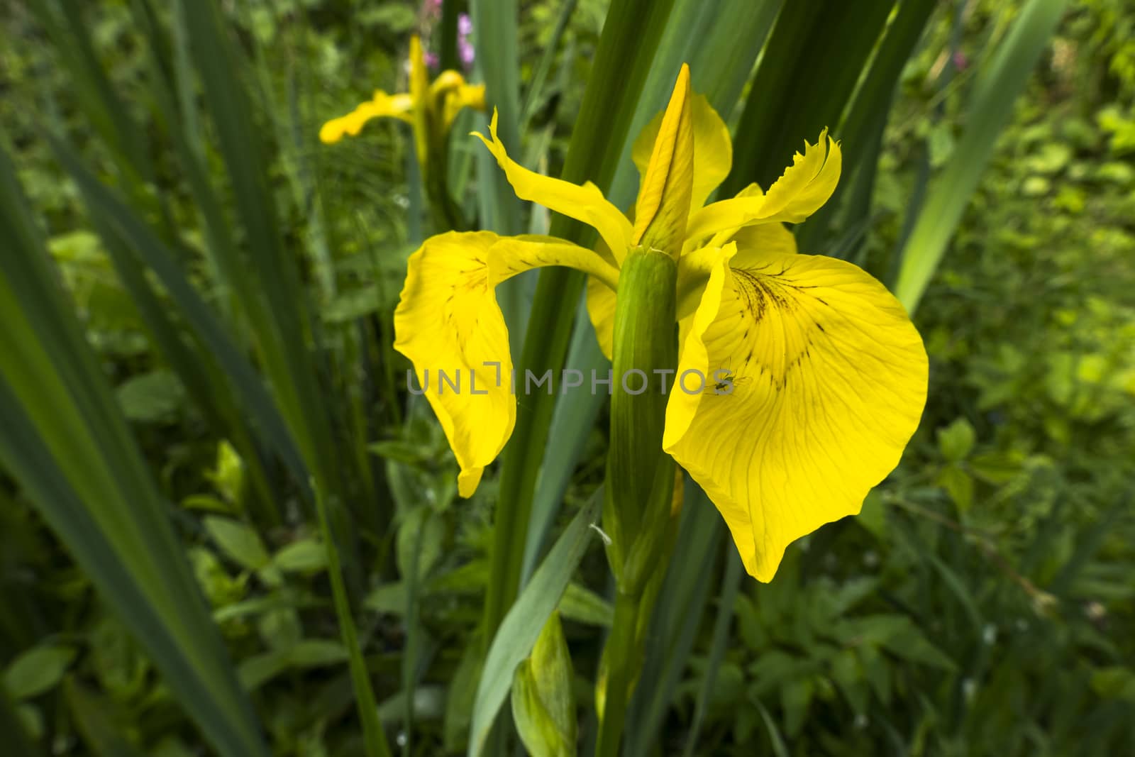 yellow iris in wild nature and green leaves as background with small fly on the leave