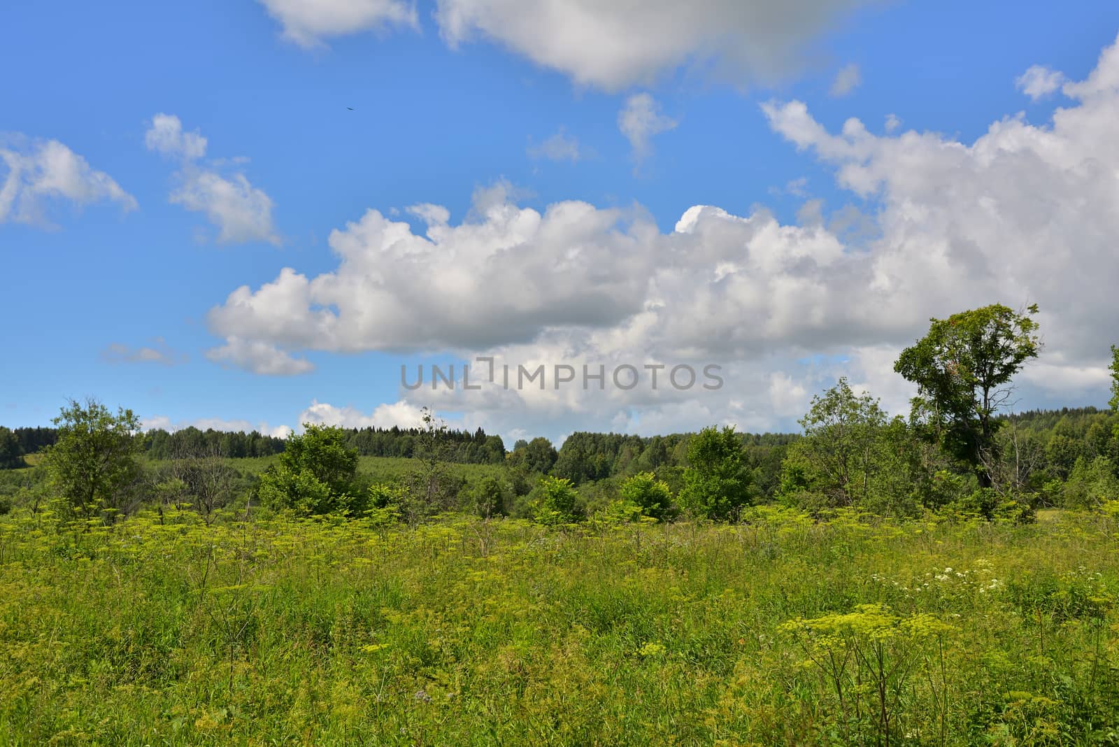 Green meadow with grass and bushes under a blue sky with clouds.