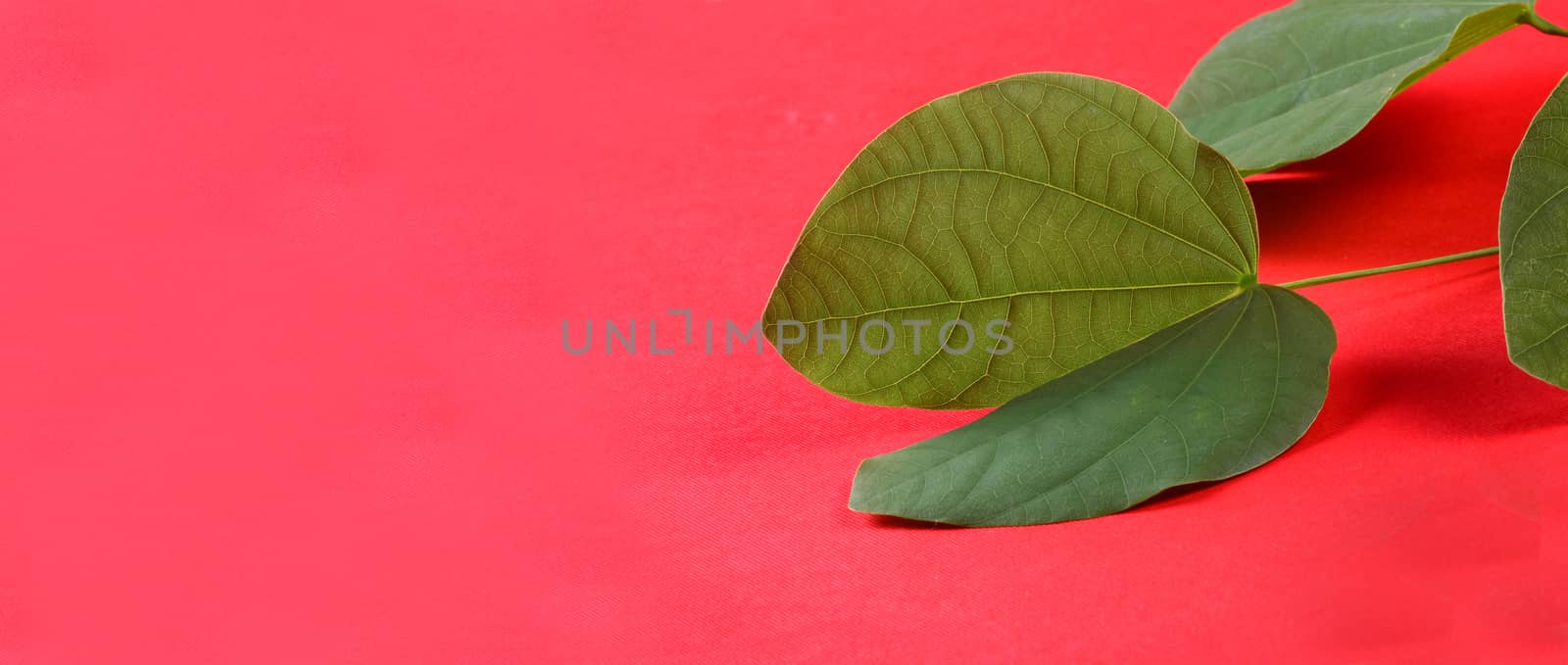 Indian Festival Dussehra, showing golden leaf on red background. Greeting card.