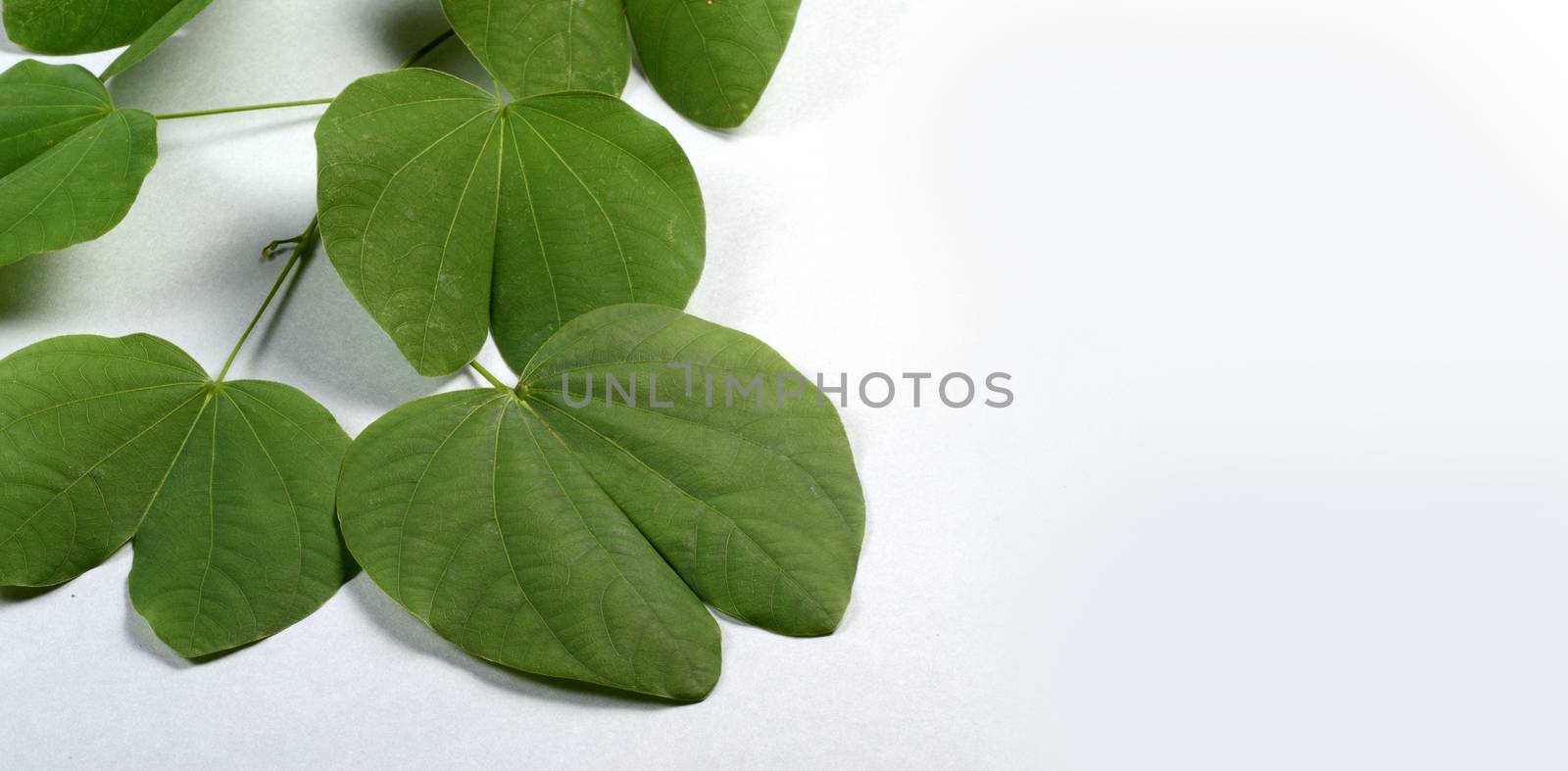 Indian Festival Dussehra, showing golden leaf on grey background. Greeting card.