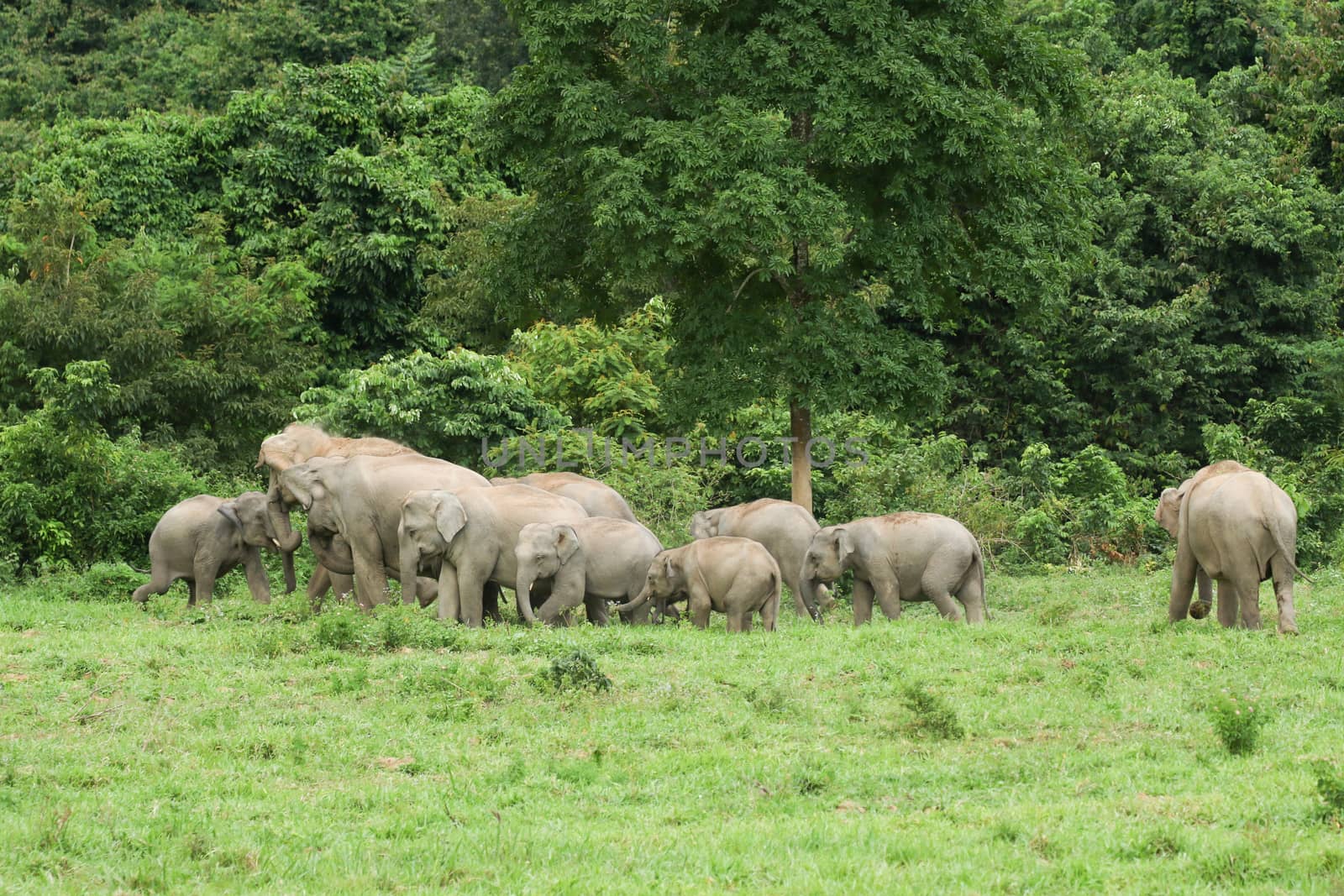 Many elephants is eating in grassland , Kui buri nationl park an by visanuwit