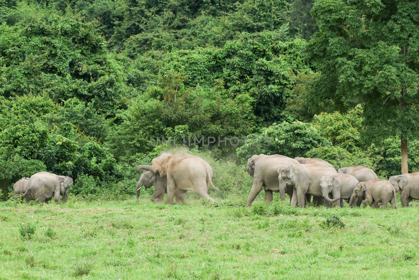 Many elephants is eating in grassland , Kui buri nationl park an by visanuwit