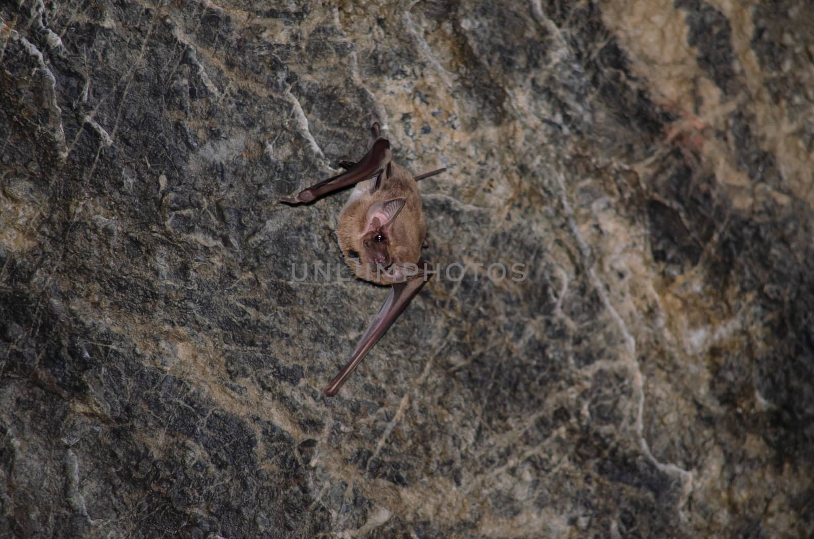 Long-winged Tomb Bat   are sleeping in the cave hanging on the ceiling period midday