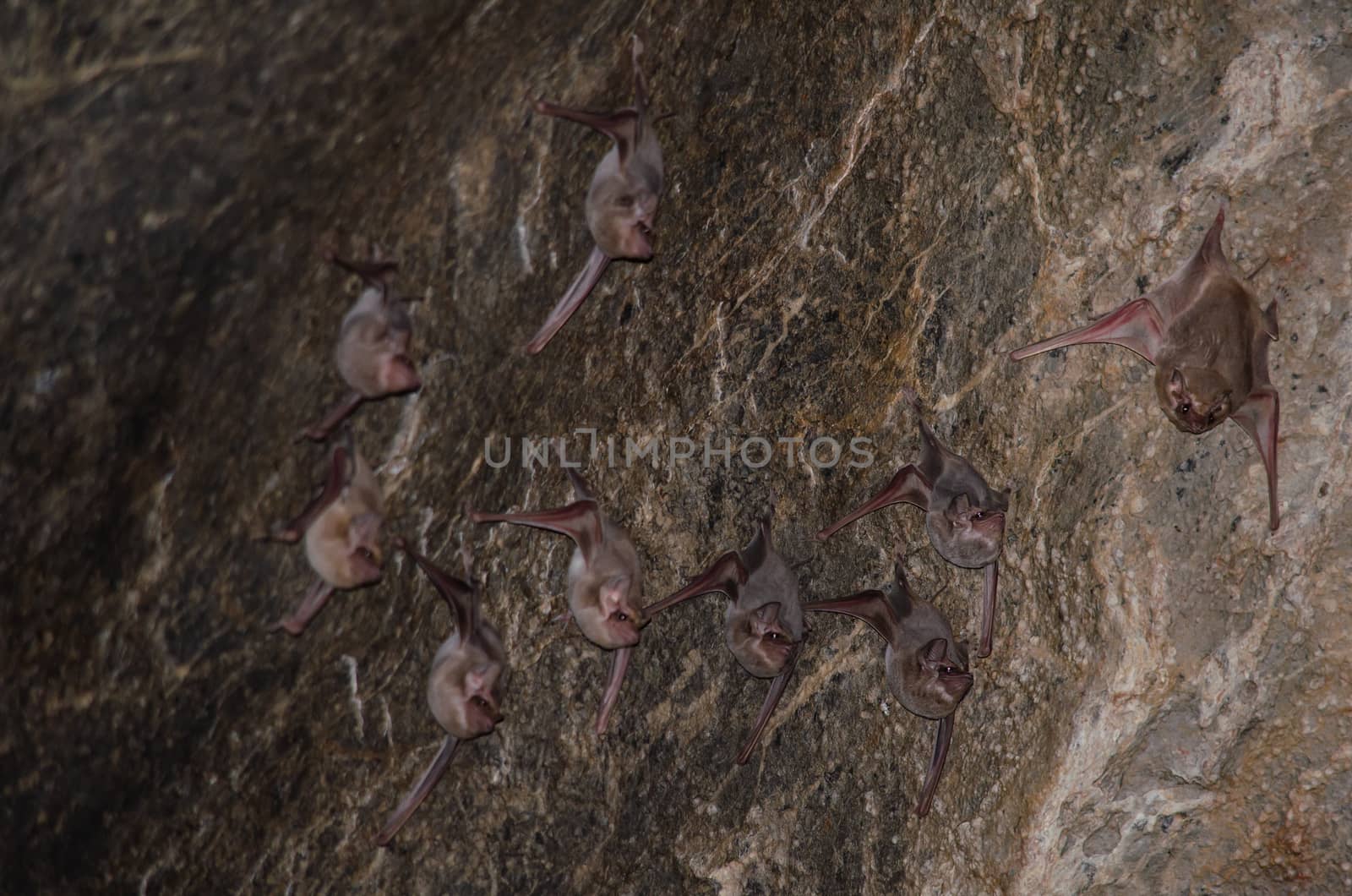 Long-winged Tomb Bat   are sleeping in the cave hanging on the ceiling period midday