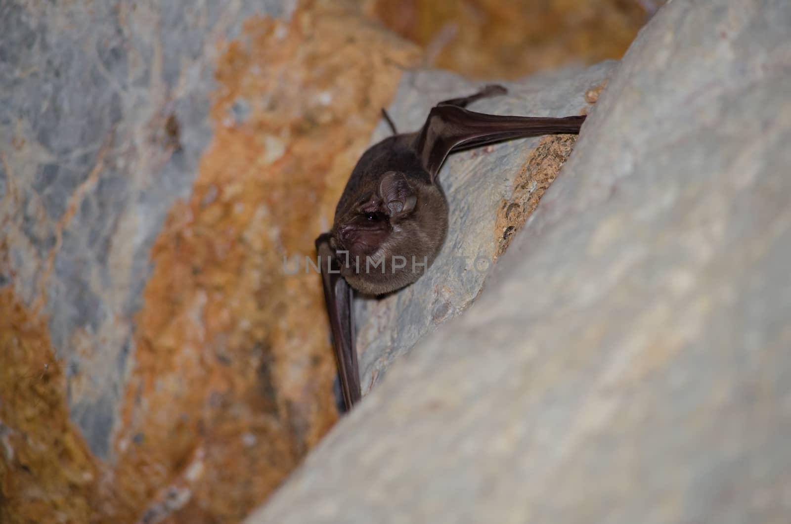 Long-winged Tomb Bat   are sleeping in the cave hanging on the ceiling period midday