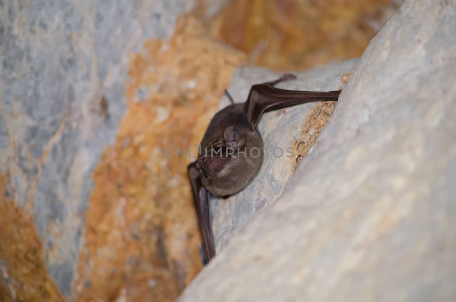 Long-winged Tomb Bat   are sleeping in the cave hanging on the ceiling period midday