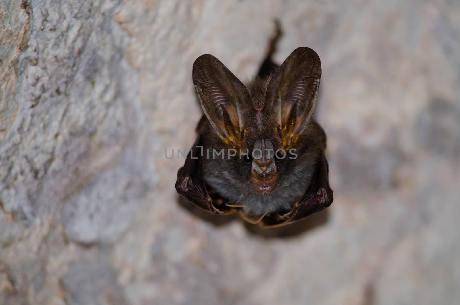 esser false vampire bat  are sleeping in the cave hanging on the ceiling period midday