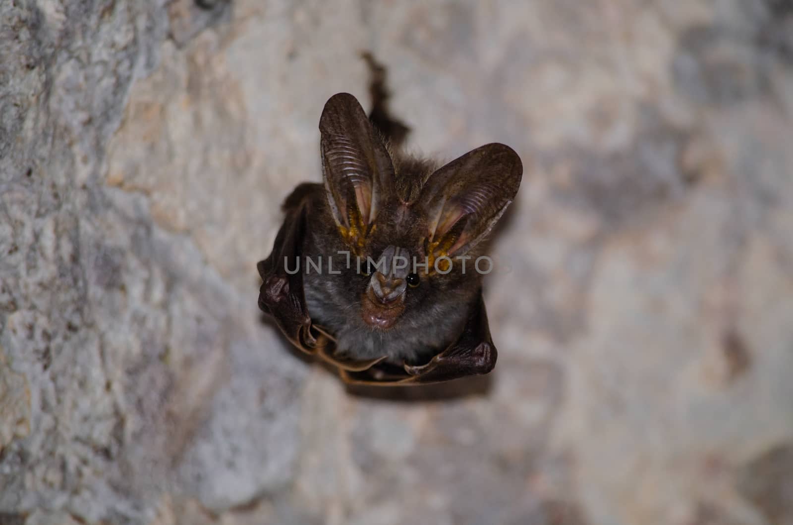 esser false vampire bat  are sleeping in the cave hanging on the ceiling period midday