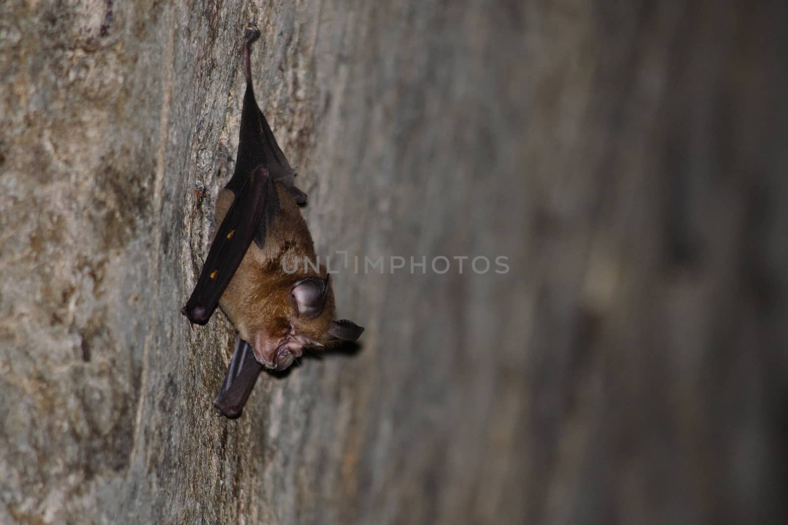 Malayan Horseshoe Batare sleeping in the cave hanging on the ceiling period midday