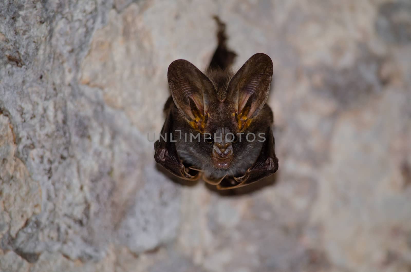 esser false vampire bat  are sleeping in the cave hanging on the ceiling period midday