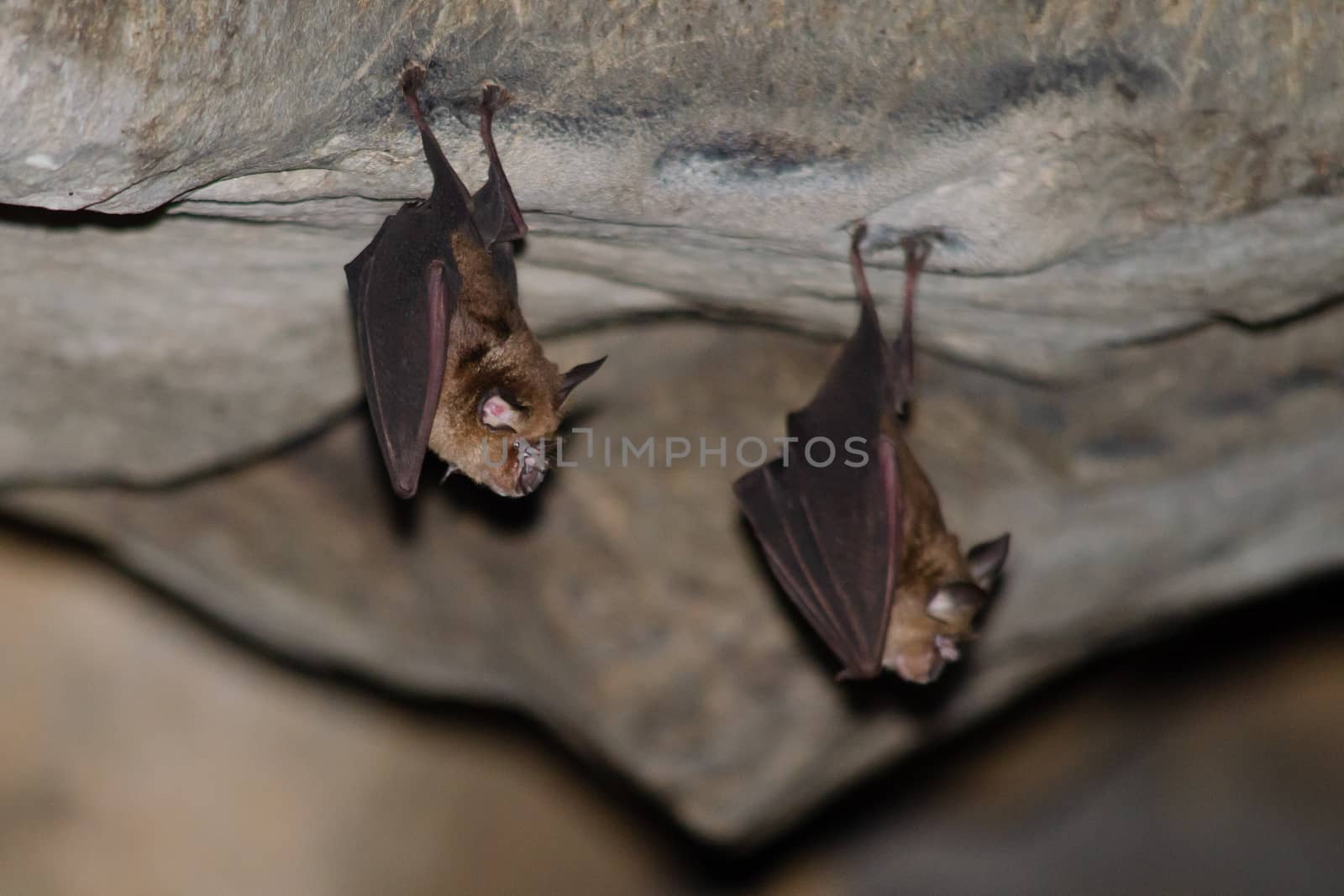 Malayan Horseshoe Batare sleeping in the cave hanging on the ceiling period midday