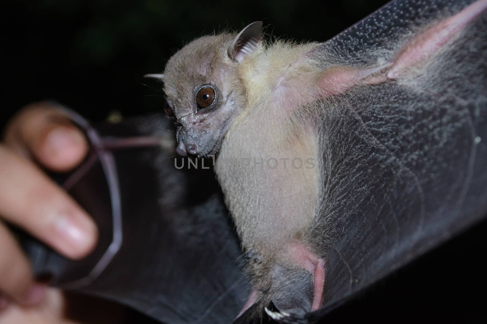 Greater Shortnosed Fruit Bat are sleeping in the cave hanging on the ceiling period midday