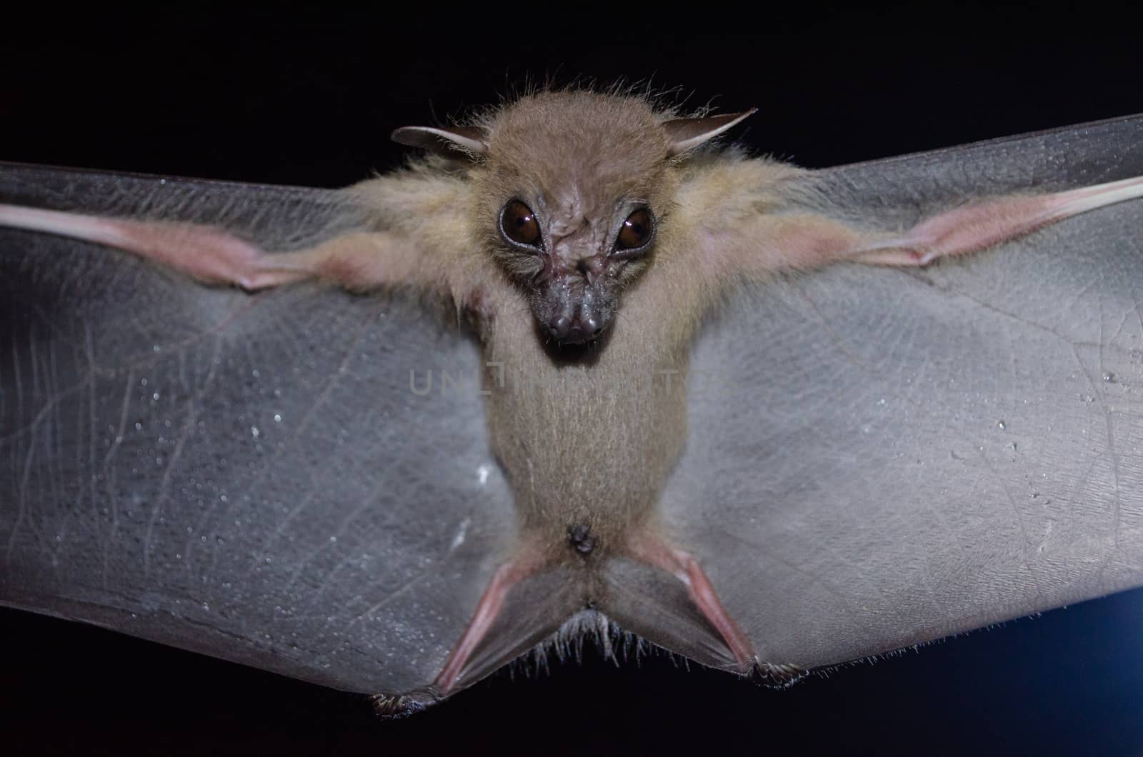 Greater Shortnosed Fruit Bat are sleeping in the cave hanging on the ceiling period midday