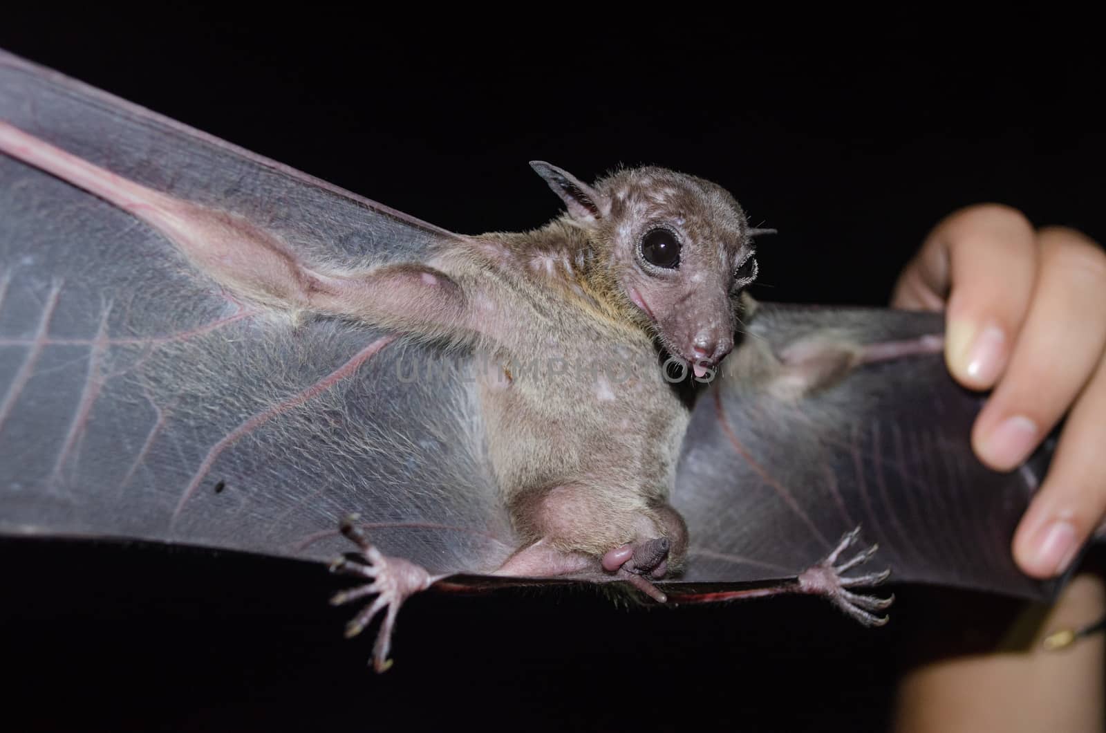 Greater Shortnosed Fruit Bat are sleeping in the cave hanging on the ceiling period midday