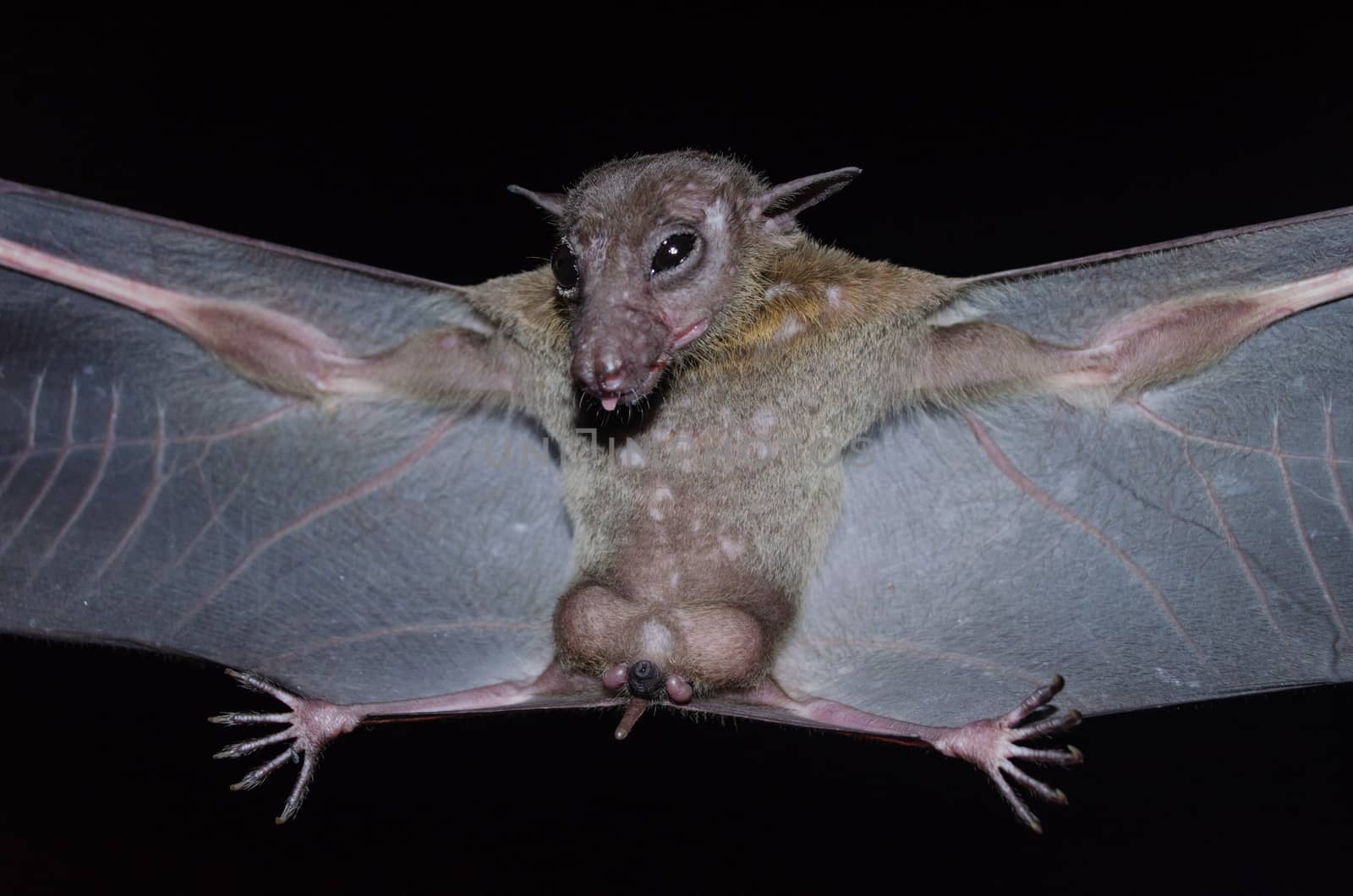 Greater Shortnosed Fruit Bat are sleeping in the cave hanging on the ceiling period midday