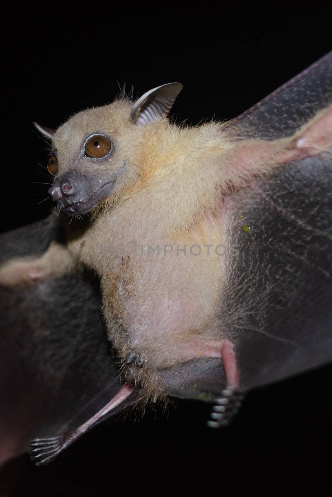 Greater Shortnosed Fruit Bat are sleeping in the cave hanging on the ceiling period midday