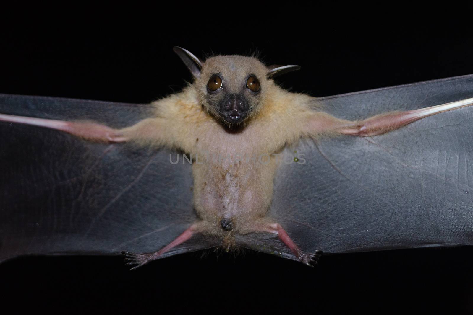 Greater Shortnosed Fruit Bat are sleeping in the cave hanging on the ceiling period midday