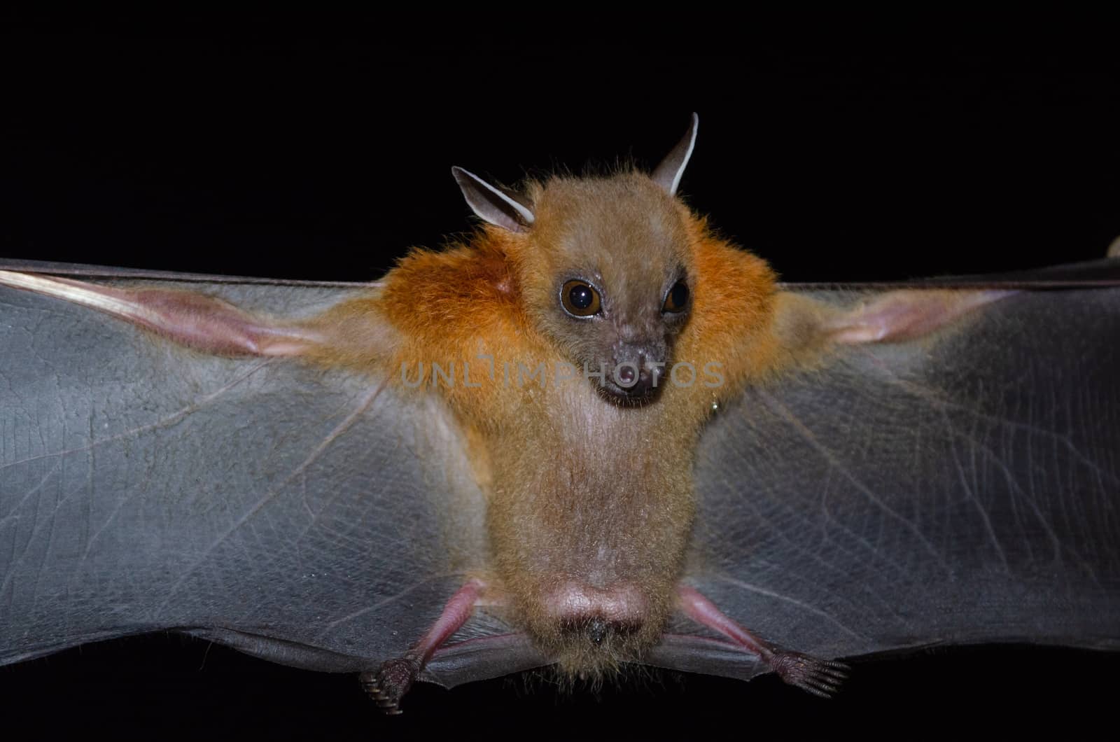 Greater Shortnosed Fruit Bat are sleeping in the cave hanging on the ceiling period midday