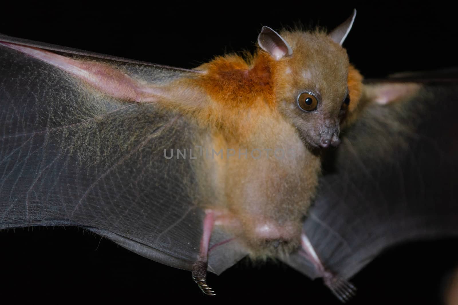 Greater Shortnosed Fruit Bat are sleeping in the cave hanging on the ceiling period midday