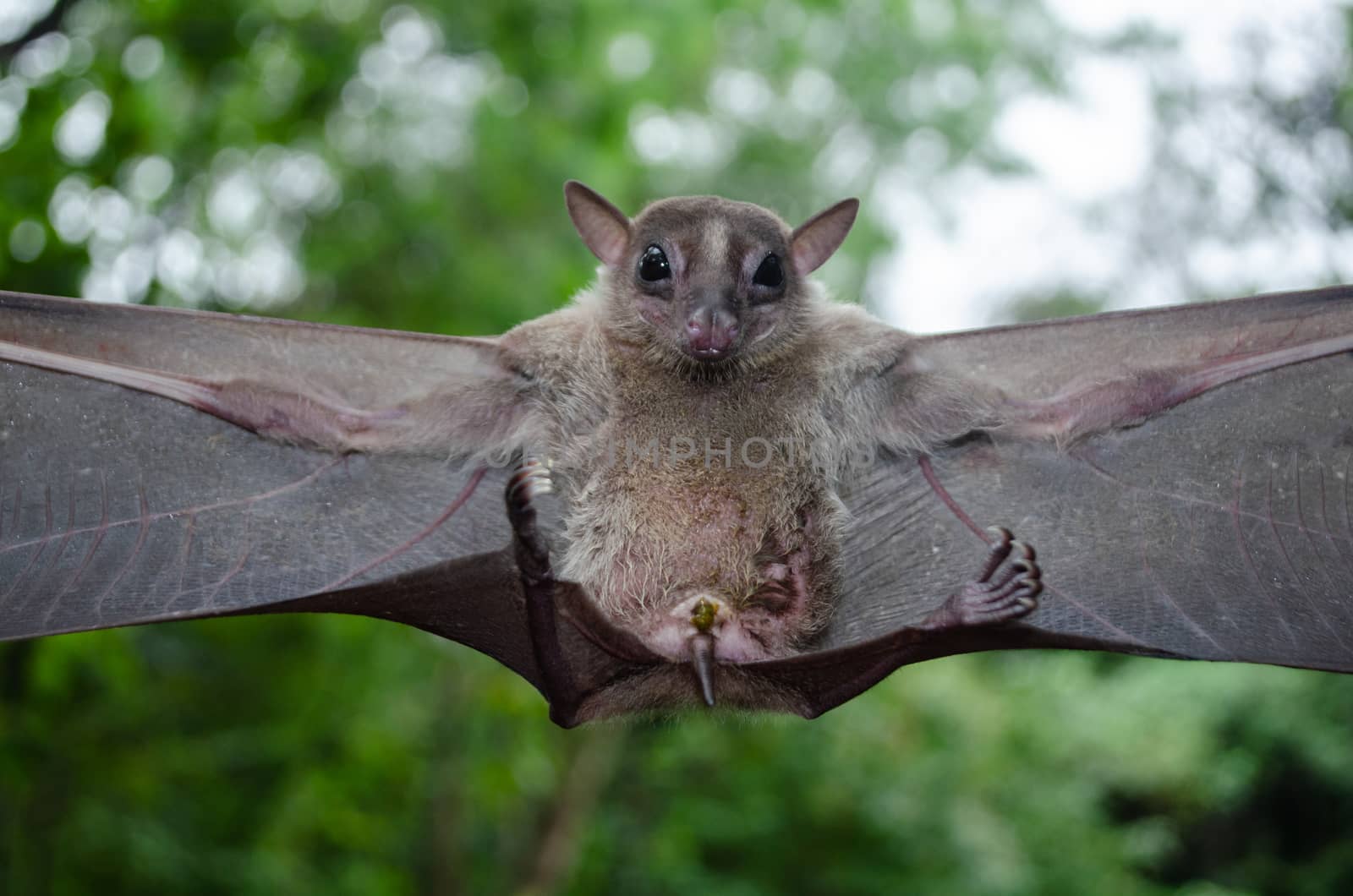 Cave Fruit Bat are sleeping in the cave hanging on the ceiling period midday