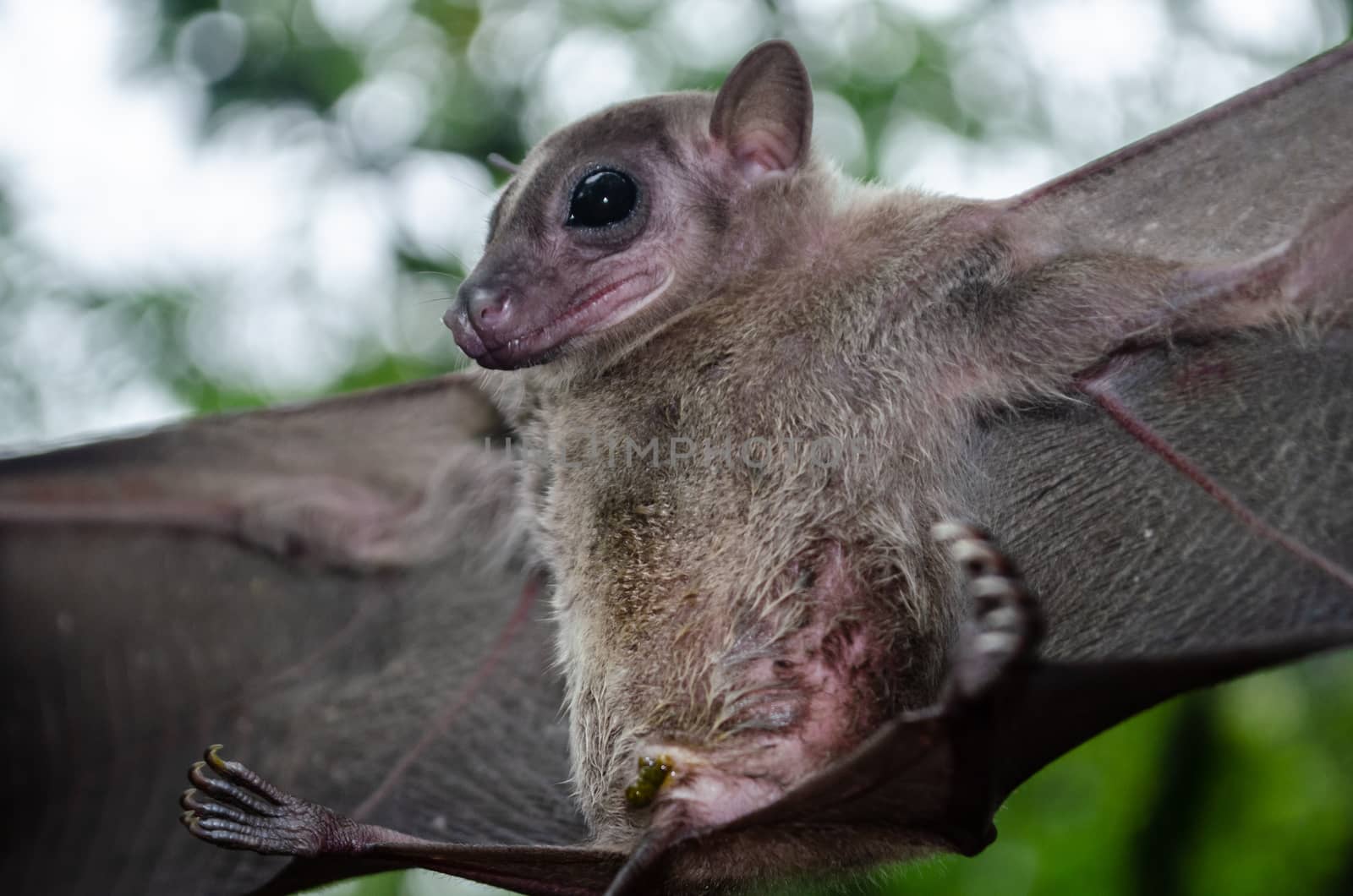 Cave Fruit Bat are sleeping in the cave hanging on the ceiling period midday