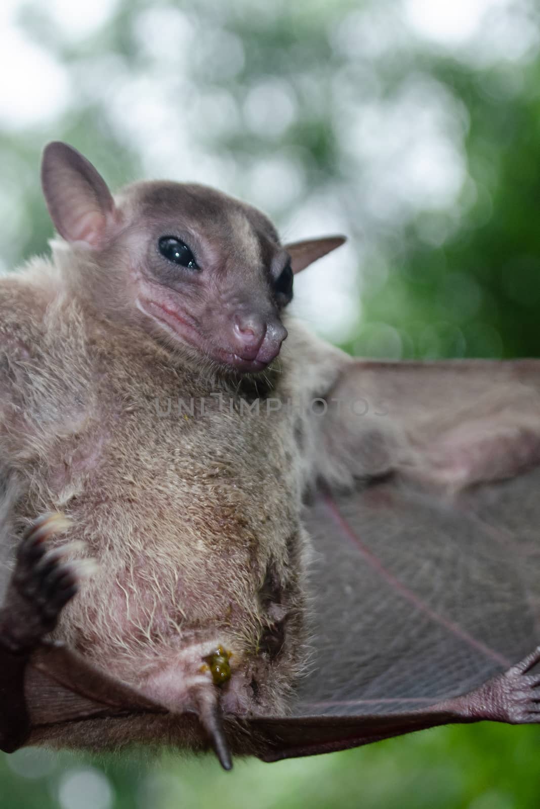 Cave Fruit Bat are sleeping in the cave hanging on the ceiling period midday