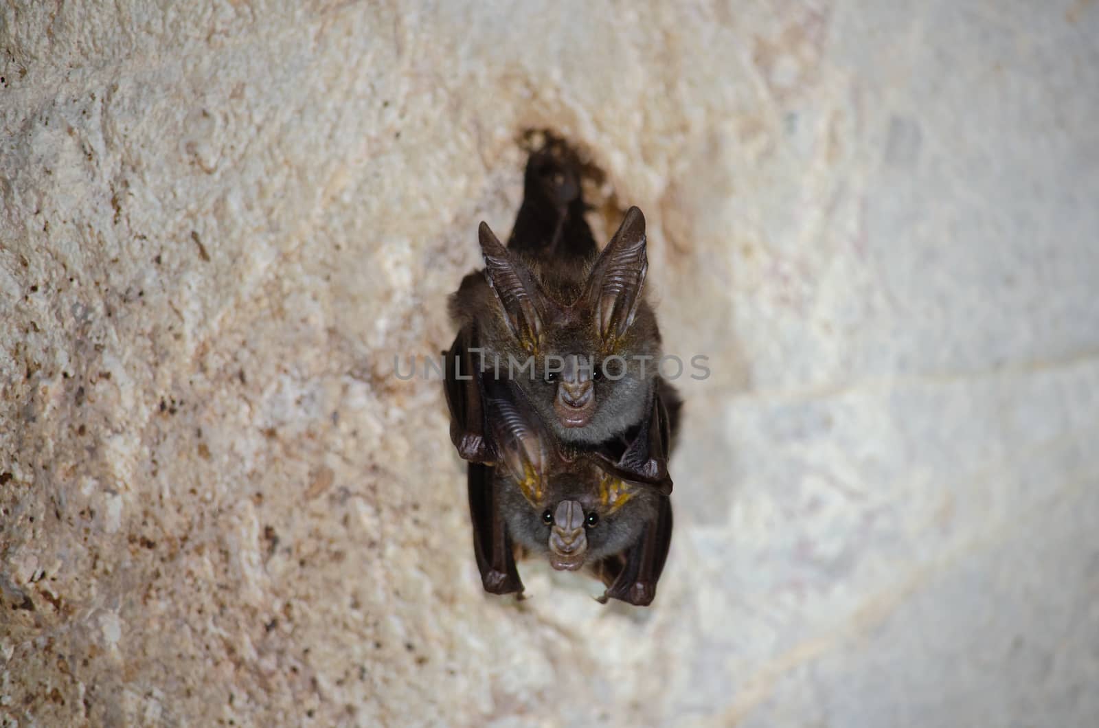 esser false vampire bat  are sleeping in the cave hanging on the ceiling period midday