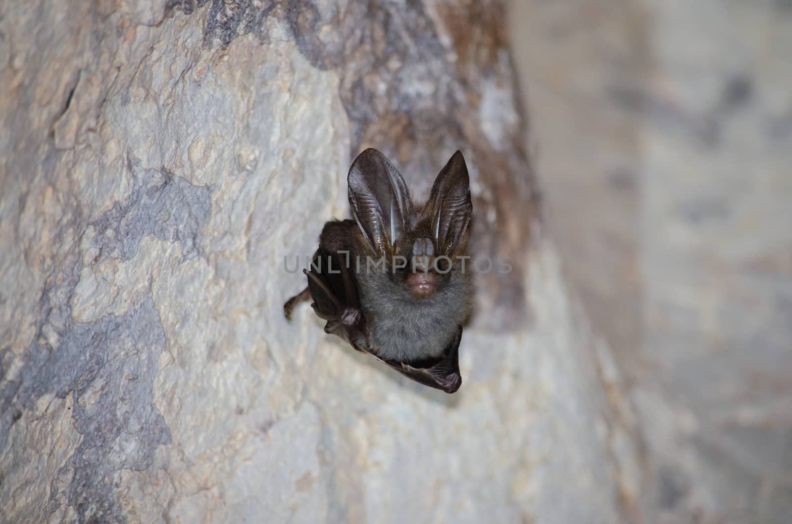 esser false vampire bat  are sleeping in the cave hanging on the ceiling period midday