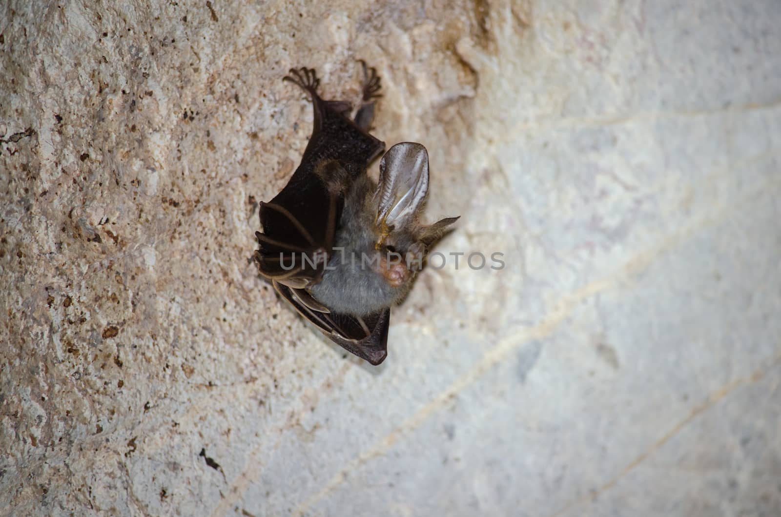 esser false vampire bat  are sleeping in the cave hanging on the ceiling period midday