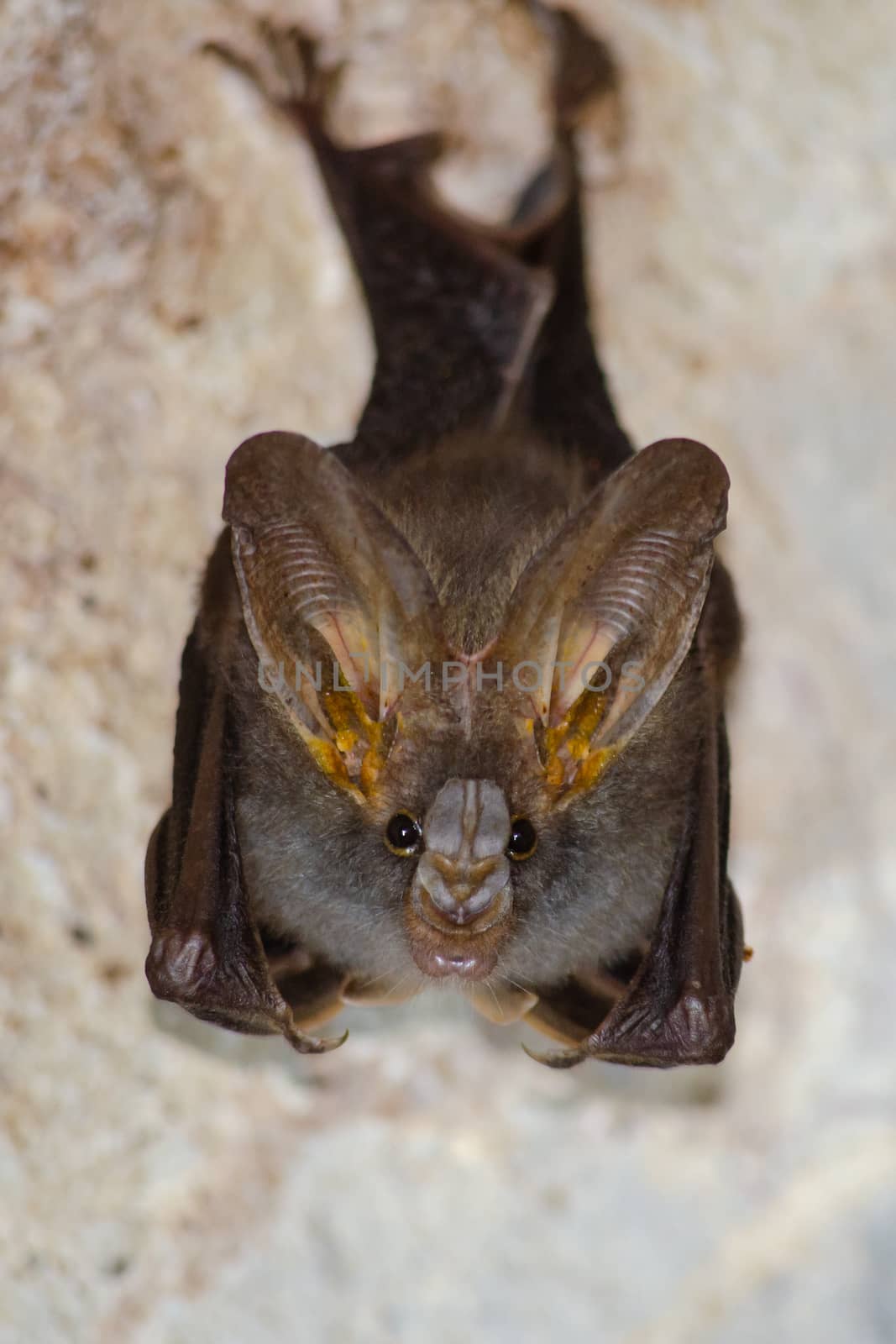 esser false vampire bat  are sleeping in the cave hanging on the ceiling period midday