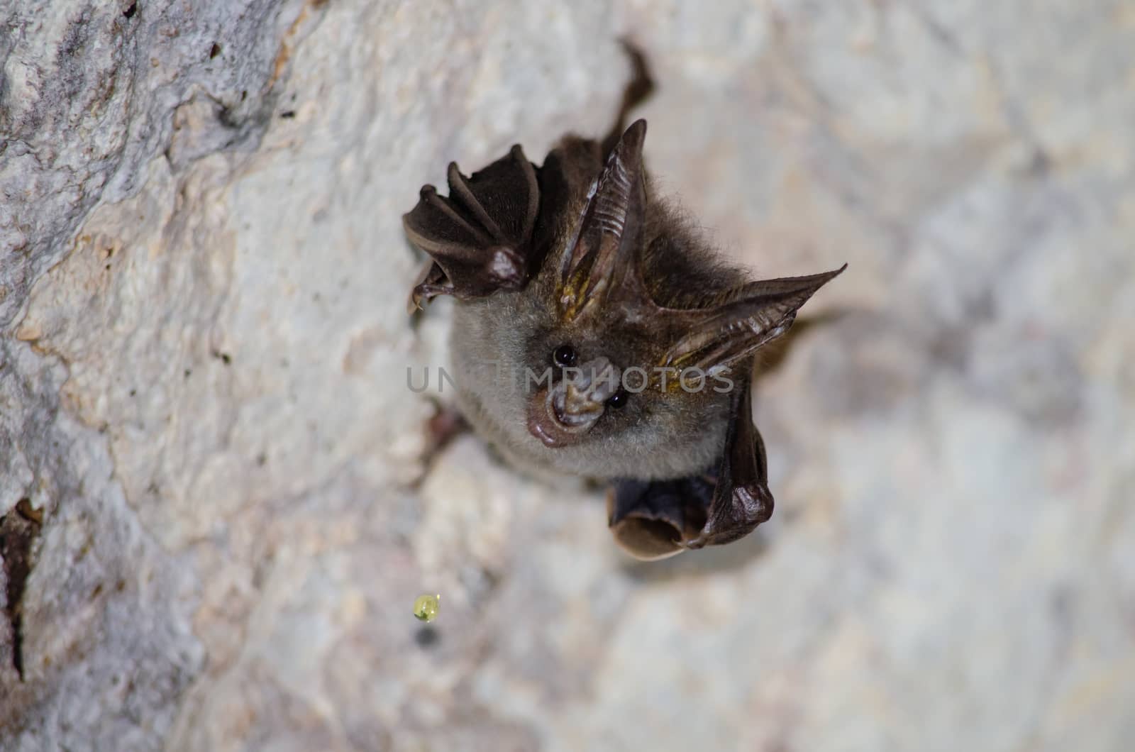 esser false vampire bat  are sleeping in the cave hanging on the ceiling period midday