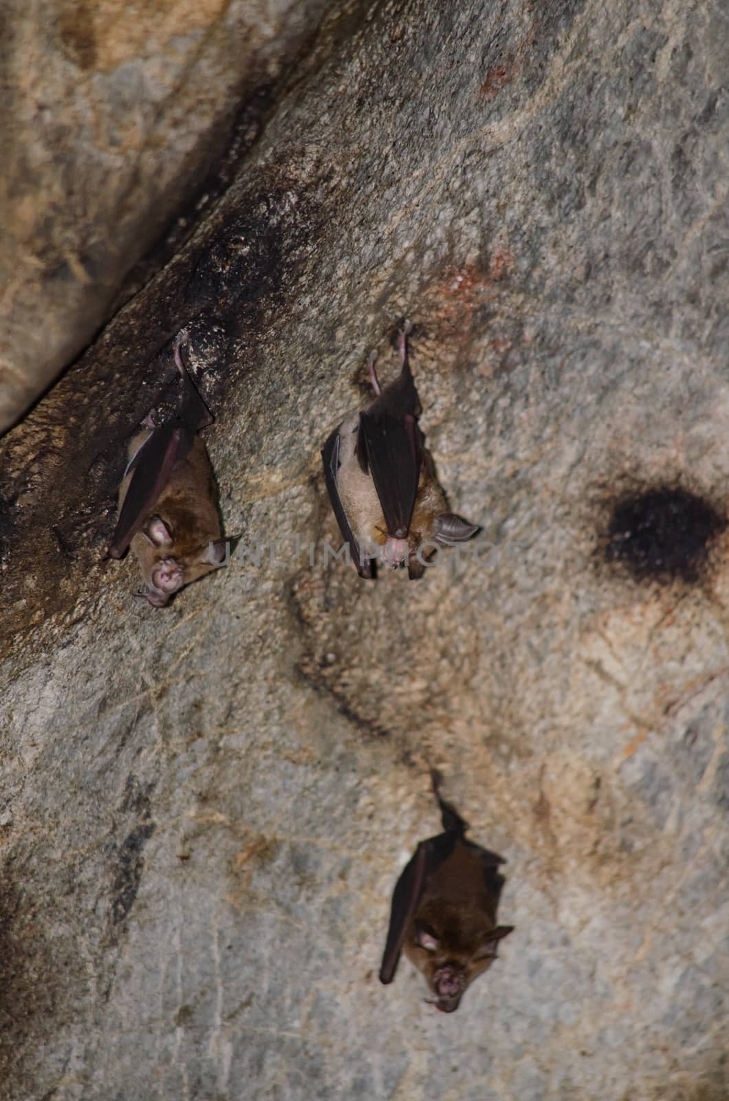 Malayan Horseshoe Batare sleeping in the cave hanging on the ceiling period midday