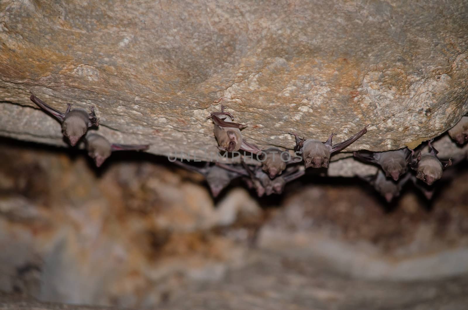 Long-winged Tomb Bat   are sleeping in the cave hanging on the ceiling period midday