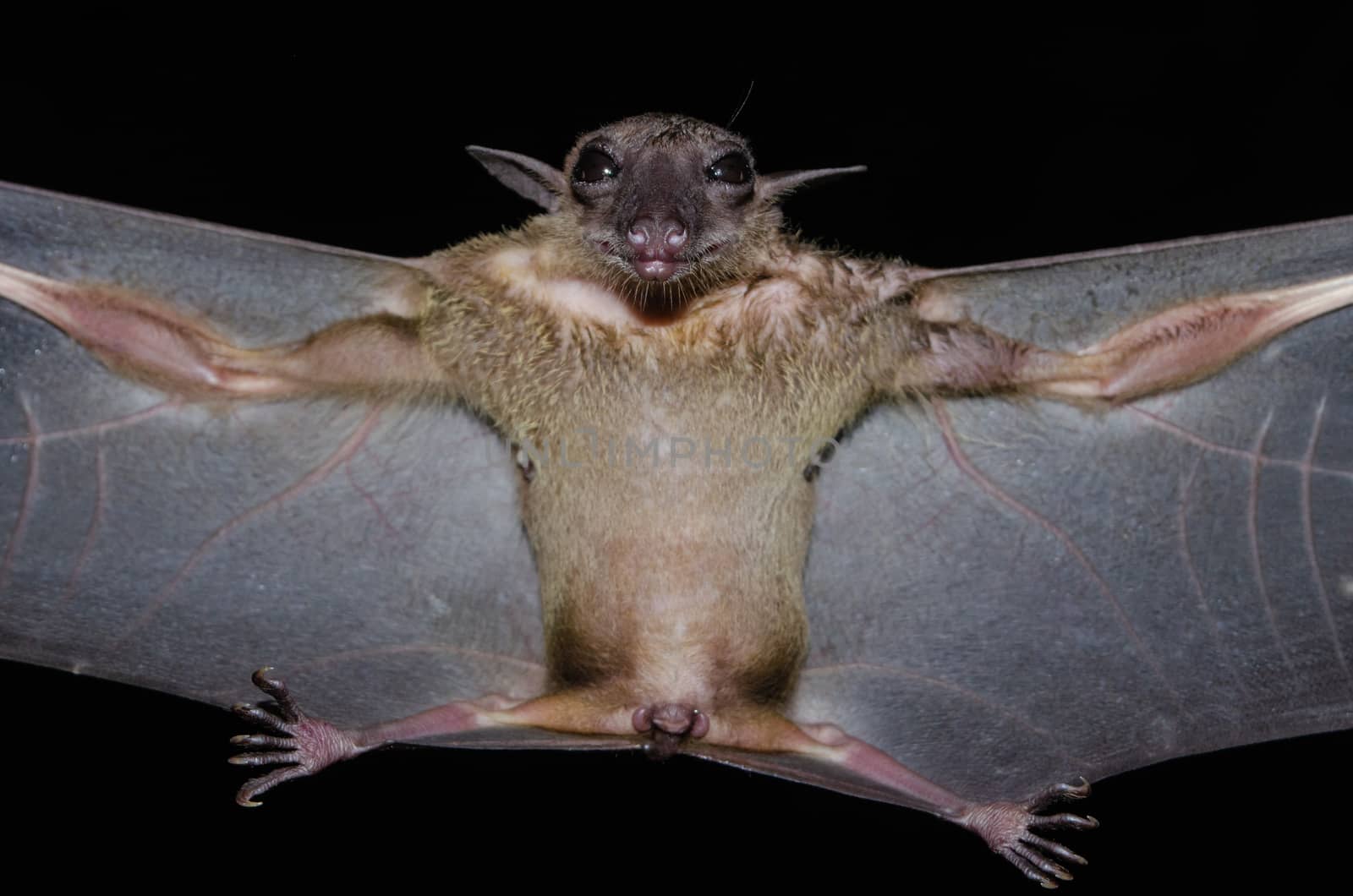 Greater Shortnosed Fruit Bat   are sleeping in the cave hanging on the ceiling period midday