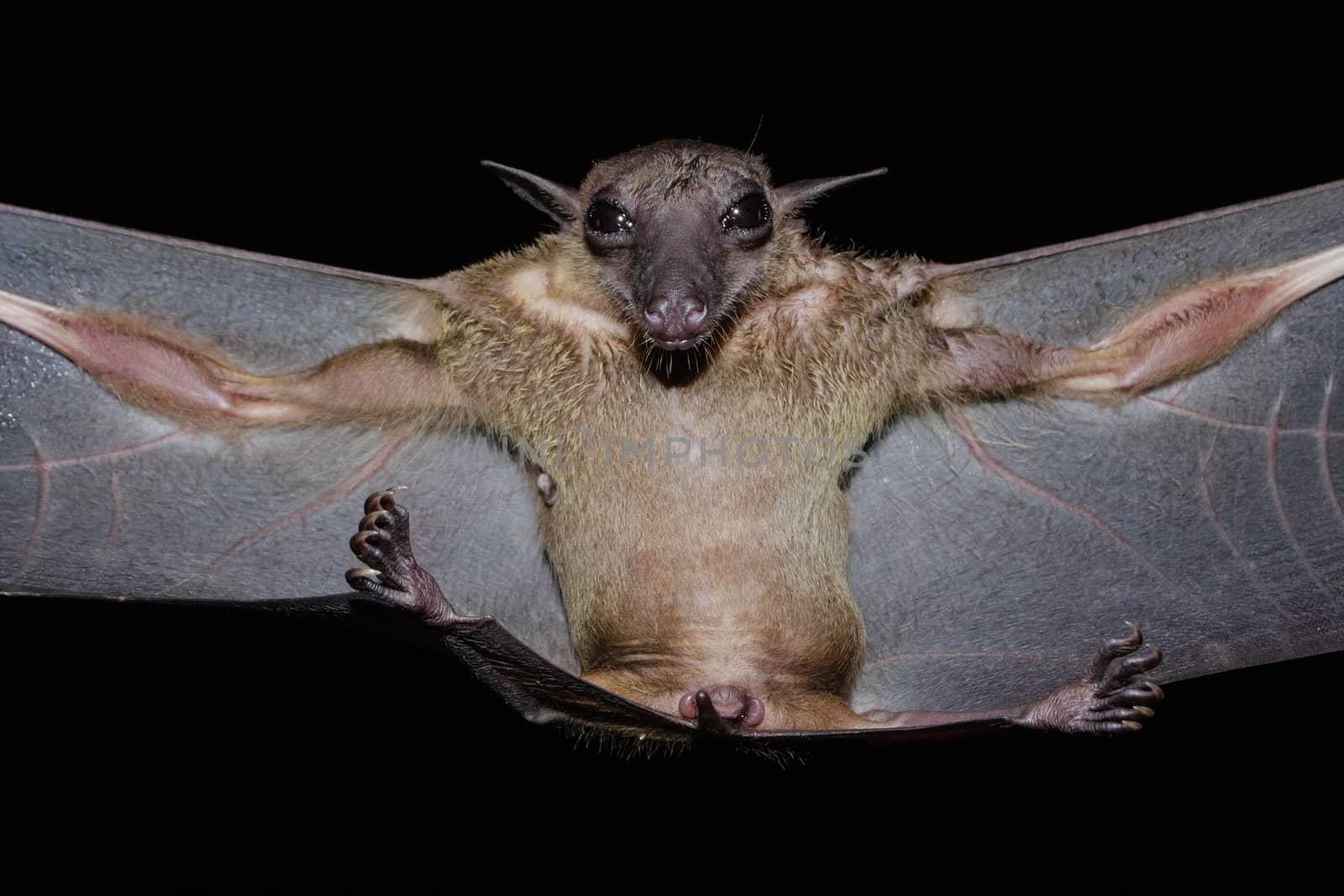 Greater Shortnosed Fruit Bat   are sleeping in the cave hanging on the ceiling period midday