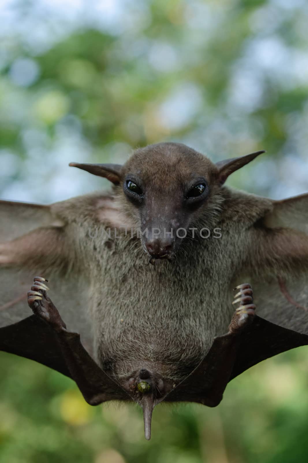 Greater Shortnosed Fruit Bat   are sleeping in the cave hanging on the ceiling period midday