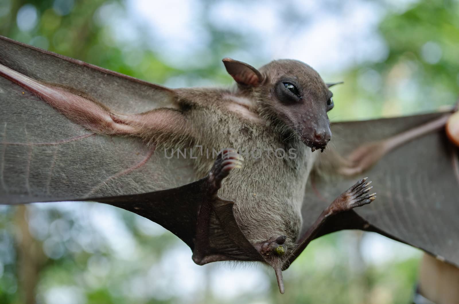 Greater Shortnosed Fruit Bat   are sleeping in the cave hanging on the ceiling period midday