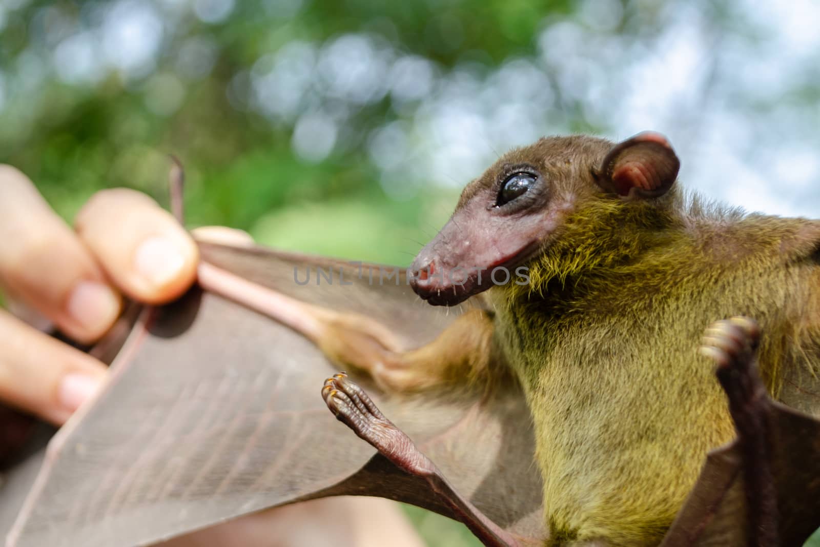 Greater Shortnosed Fruit Bat   are sleeping in the cave hanging on the ceiling period midday