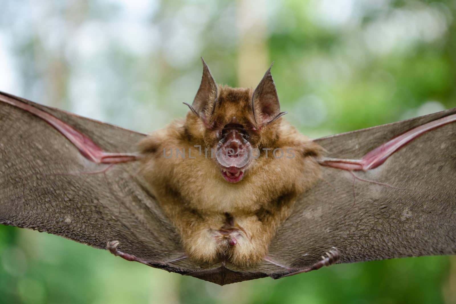 Blyth's Horseshoe Bat  are sleeping in the cave hanging on the ceiling period midday