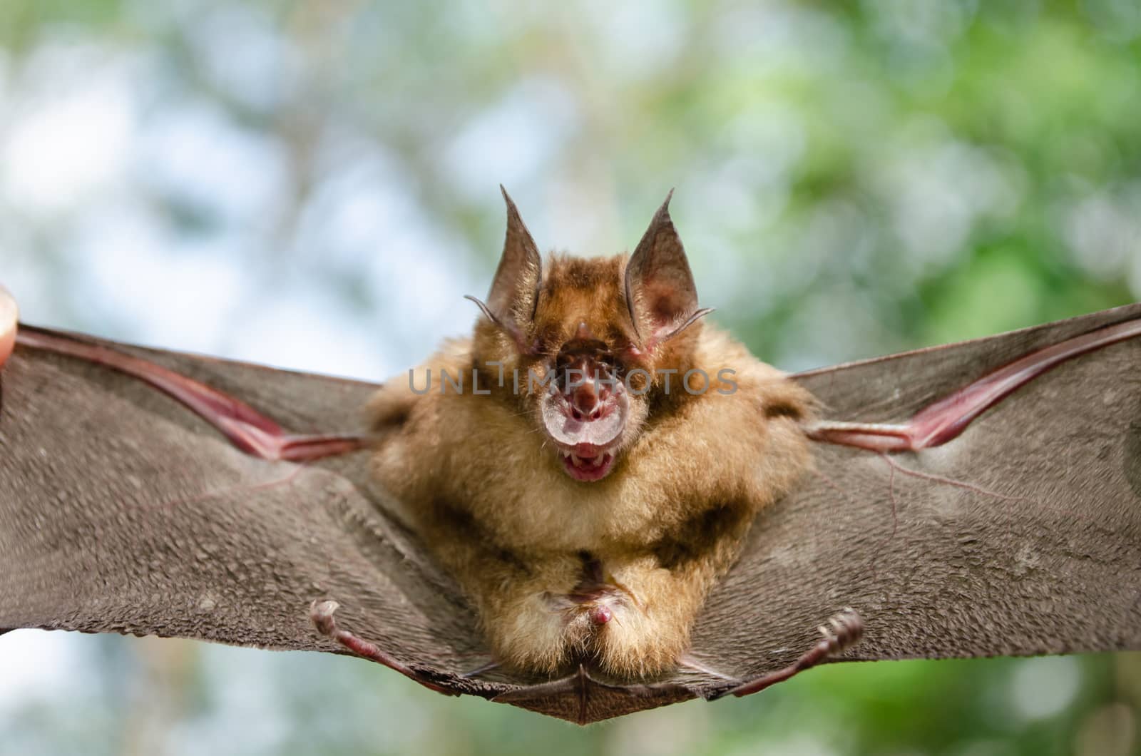 Blyth's Horseshoe Bat  are sleeping in the cave hanging on the ceiling period midday